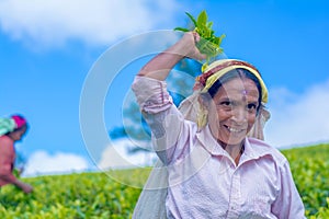 Tamil woman who works at Dambetenna estate breaks tea leaves